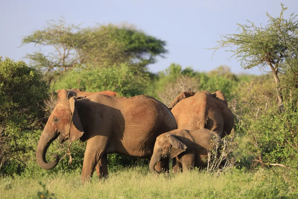 Wildlife in Masai Mara, Kenya